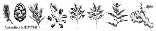 Vector Botanical featuring detailed plant branches and cones.
