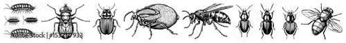 Vector Detailed insect illustrations showcase beetles flies and a bee in a vintage style.