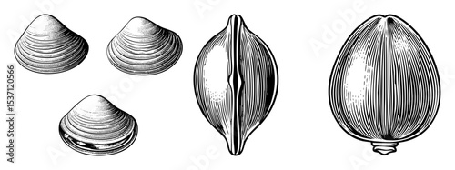 Vector Detailed of various marine bivalve shells.