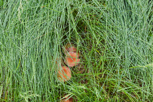 Wallpaper Mural High wet fell grass with narrow long leaves over mushrooms Torontodigital.ca