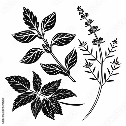 Black and white herbal illustration mint rosemary leaves