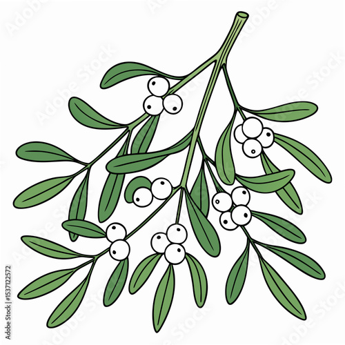 Mistletoe sprig illustration, clean cutout, transparent background
