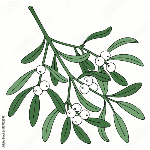 Mistletoe sprig with berries, isolated, transparent background