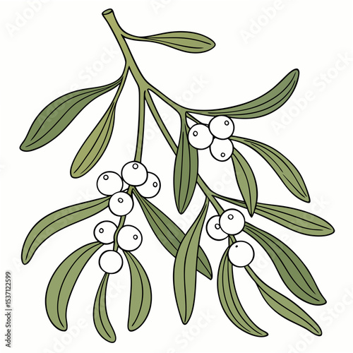 Mistletoe sprig with berries, isolated, transparent background