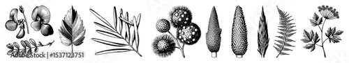 Vector Botanical featuring diverse plant foliage and floral elements in a vintage style.