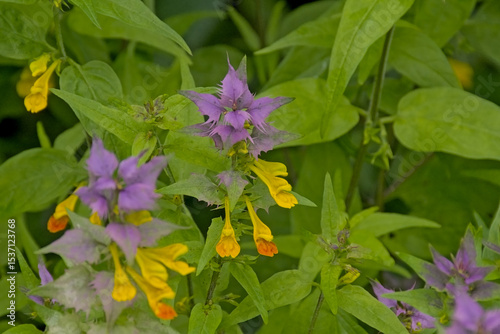 Flowering wood cow-wheat Melampyrum nemorosum