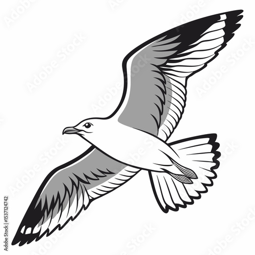 Professional seagull illustration isolated on white background