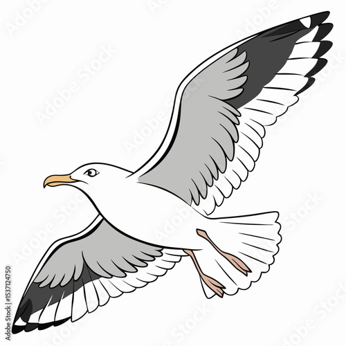 Professional seagull illustration, isolated, transparent background