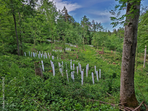 Forstwirtschaft; Wiederaufforstung nach Baumfällung; Forestry;