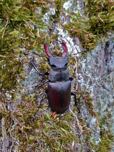 Hirschkäfer; Lucanus cervus; stag beetle