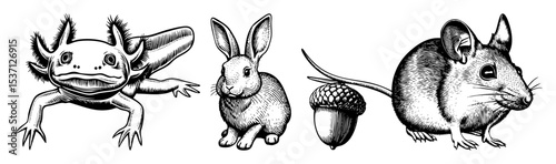Vector Detailed of an axolotl hare and mouse with an acorn.
