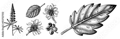 Vector Botanical featuring plant elements and detailed foliage.