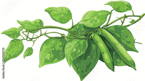 A detailed botanical illustration depicting a branch of a pea plant. The image shows several plump, green pea pods attached to the vine, alongside several bright green leaves. 
