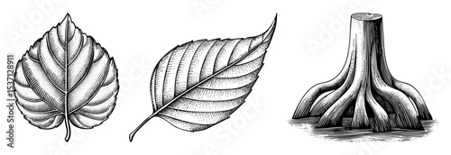 Vector Botanical featuring leaves and mangrove roots in engraving style.