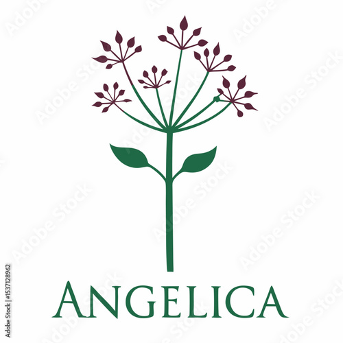 Angelica Outline Icon: Herbal Plant

