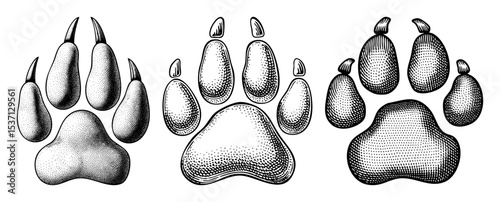 Vector Detailed illustrations of animal paw prints with sharp claws.