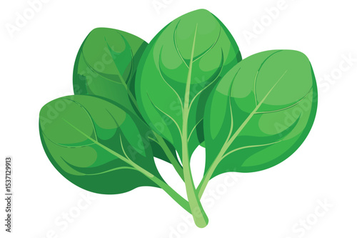 Fresh green spinach leaves arranged in a cluster
