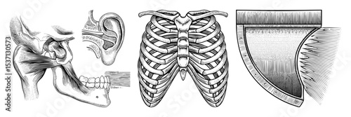 Vector Detailed anatomical illustrations of ear ribcage and muscle tissue.