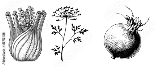 Vector Detailed botanical of fennel dill and turnip vegetables.