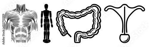 Vector Anatomical illustrations depict human torso muscles skeletal figure intestines and uterus.