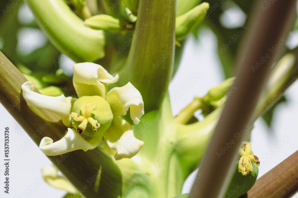 Fototapeta premium Brazilian Fruit - Green Papayas Growing on Tree Branch at Sunny Day