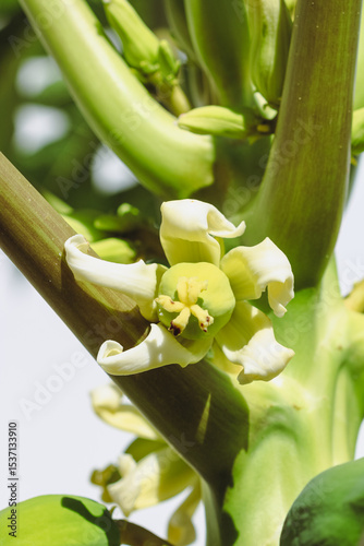 Brazilian Fruit - Green Papayas Growing on Tree Branch at Sunny Day