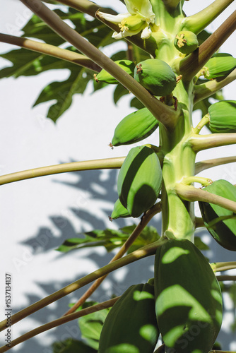 Brazilian Fruit - Green Papayas Growing on Tree Branch at Sunny Day