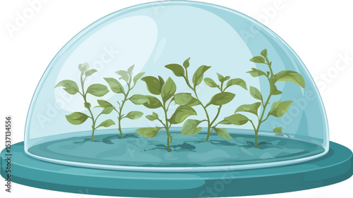 A digital illustration depicting several small green plants growing inside a transparent, dome-shaped container. The plants are rooted in a small amount of light teal-colored soil visible at the