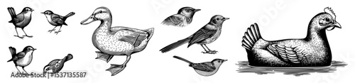 Vector Variety of detailed bird illustrations in vintage engraving style.