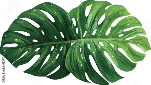 A close-up image of two vibrant green Monstera deliciosa leaves against a pure white background.  The leaves are sharply focused, showcasing detailed texture and characteristic fenestrations