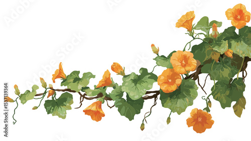 A digital illustration depicting a vine with orange flowers and green leaves arranged in a diagonal border composition against a white background.  The style is reminiscent of vintage botanical