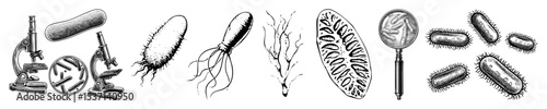 Vector Detailed of microscopic organisms including bacteria protozoa and cilia.