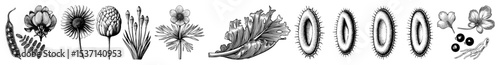 Vector Detailed botanical illustrations of diverse plant forms in a linear style.