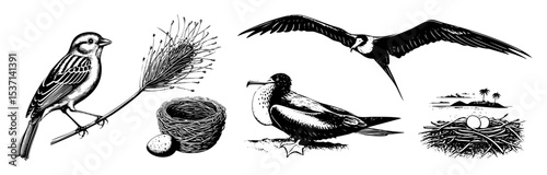 Vector Detailed of diverse birds nests and tropical island scene.