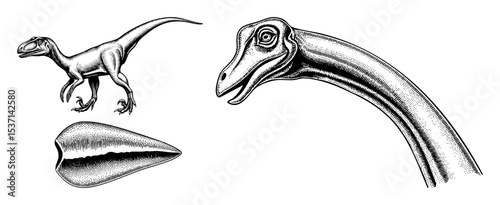 Vector Detailed illustrations of dinosaurs and a claw rendered in vintage engraving style.