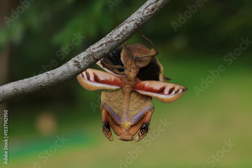 Female Deroplatys Truncata (dead leaf mantis) , This 
