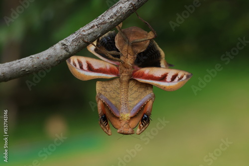 Female Deroplatys Truncata (dead leaf mantis) , This 