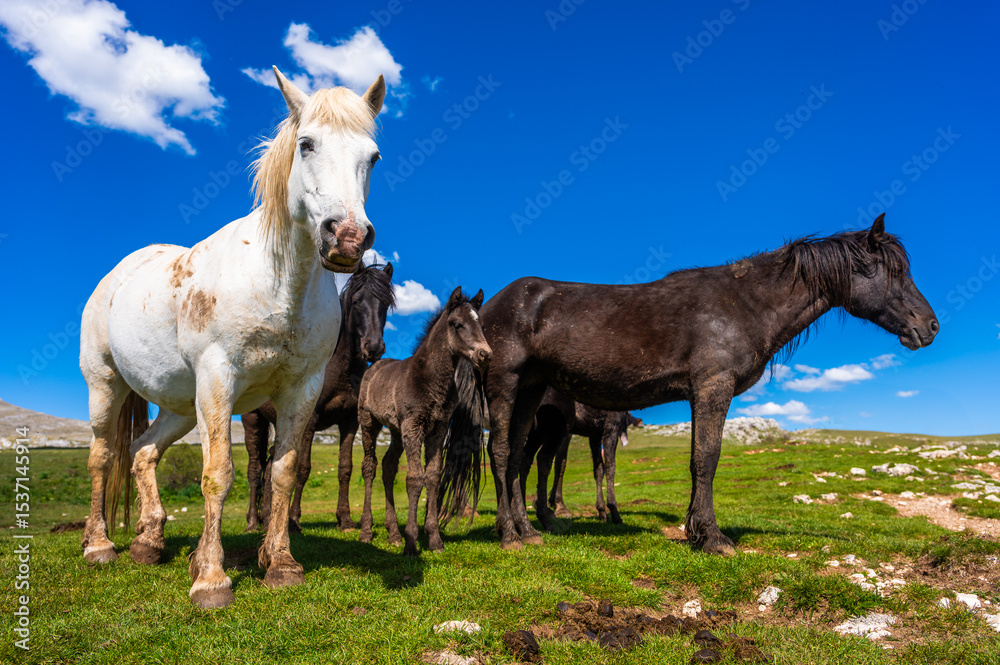 Obraz premium Heard of natural wild horses of Livno, Bosnia and Herzegovina. Wild horses are free and roaming the mountain of Livno, Bosnia.