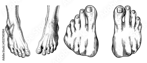 Vector Detailed anatomical of human feet showcasing dorsal and plantar views.