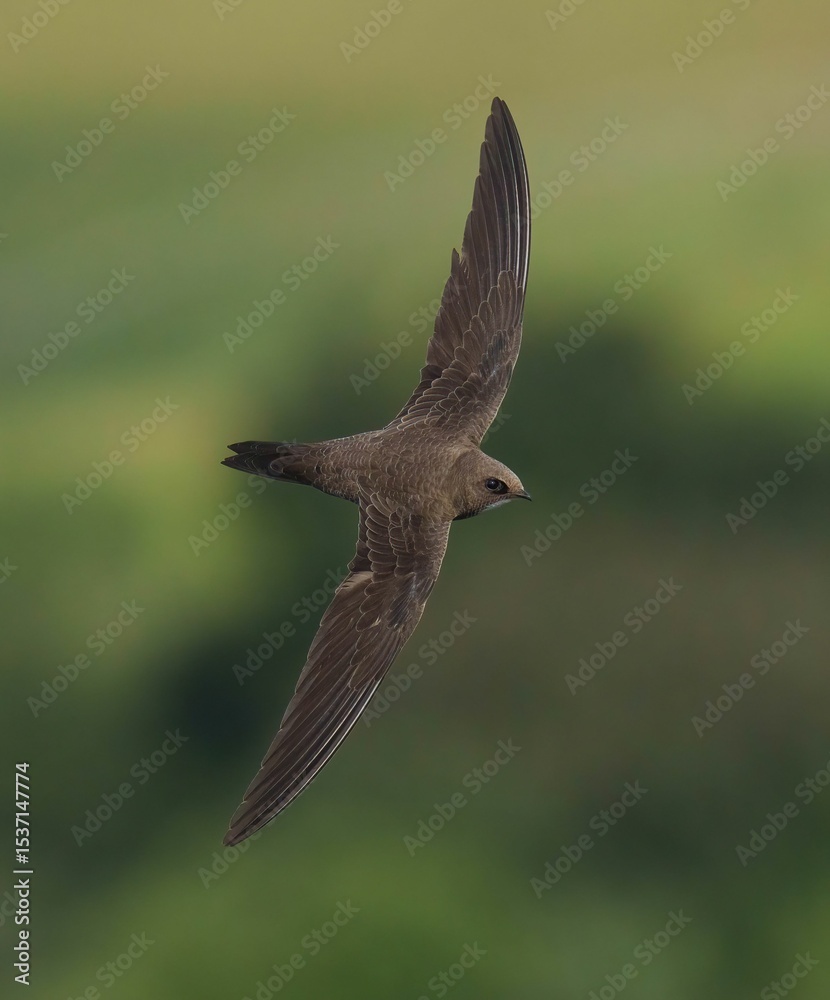 Swift in Flight Against Green Background Swift in Flight Against Green Background