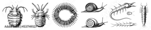Vector Detailed monochrome illustrations of diverse invertebrate creatures including snails worms and arthropods.