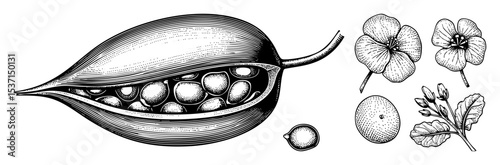 Vector Detailed botanical of passionfruit pod blossoms and seeds.