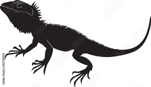 iguana on white background