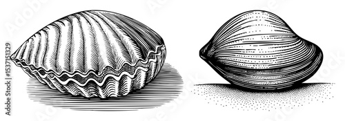 Vector Detailed illustrations of scallop and clam shells showcase marine life.