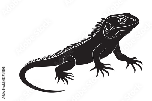 iguana on white background