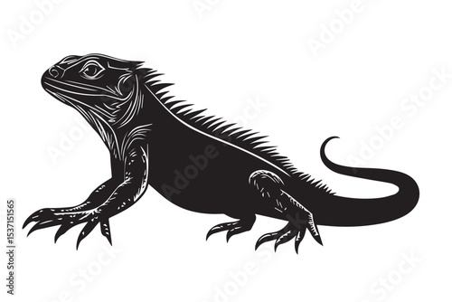 iguana on white background