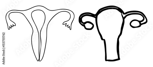 Vector Female Reproductive System with Fallopian Tubes and Uterus