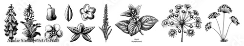 Vector Botanical Set Featuring Flowers and Leaves in Engraved Style