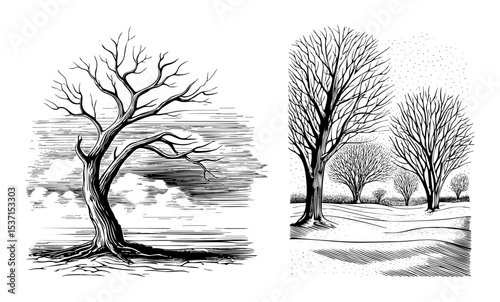 Vector Detailed illustrations of bare trees showcase natural forms.