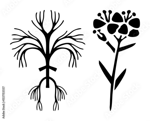 Vector Botanical of flowering plant and root system.